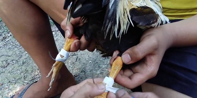 Cách băng cựa gà đá trong thi đấu