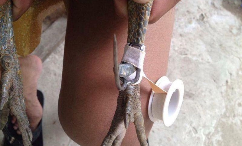 Khi thấy cựa gà không chắc hẳn, hãy chêm vào bằng đầu lọc thuốc lá