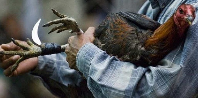 Cách mài cựa sắt bén khi thi đấu