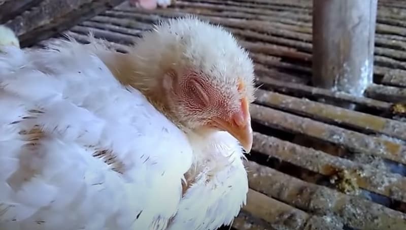 Nguyên nhân xuất hiện bệnh bệnh đậu gà