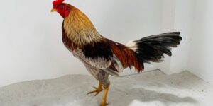 Gà đá tới pin chính là thể hiện chất lượng của gà chiến khi thi đấu