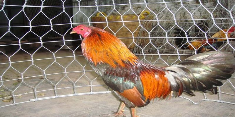 Luyện tập thường xuyên để tăng chất lượng thi đấu của gà