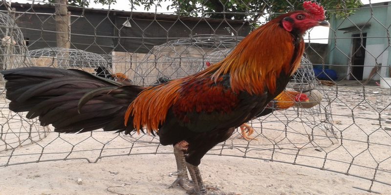 Chỉ nên cắt tỉa lông ở phần bụng khi quá dày