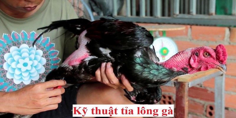 Nên nắm bắt lưu ý khi tỉa lông cho gà chiến