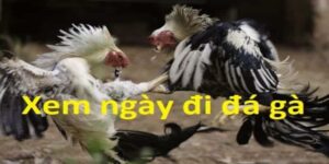 Coi ngày đi đá gà là gì?