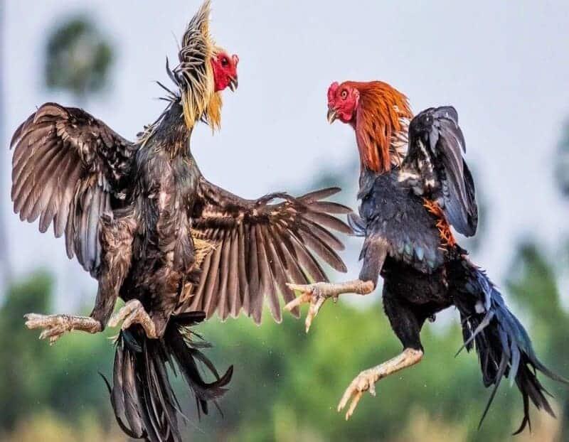  Giữ thể lực, sức khỏe cho gà