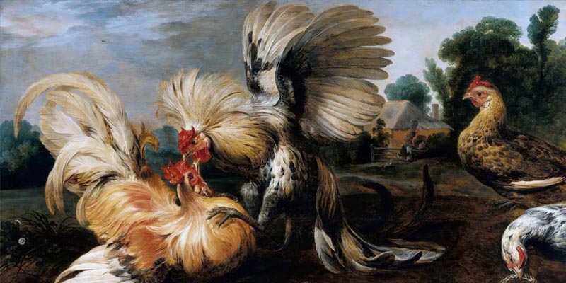 Sới gà 999 ở đâu?