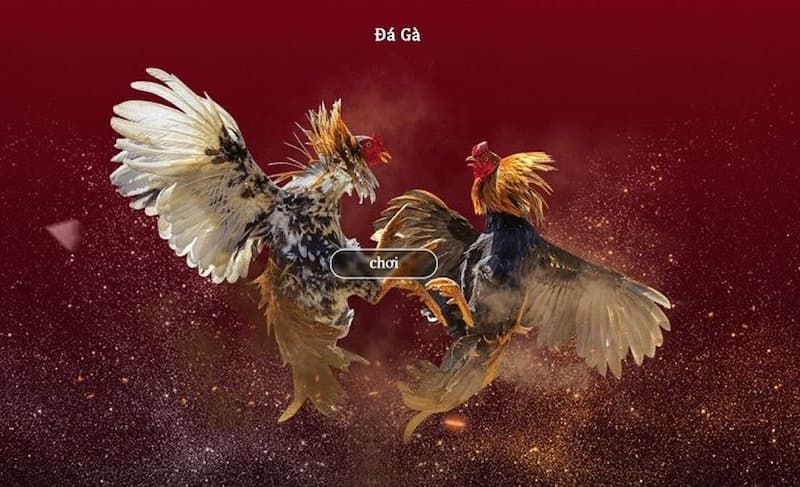 Sảnh đá gà tại AE888 tường thuật nhiều trận đấu hấp dẫn với tỷ lệ kèo cược đa dạng