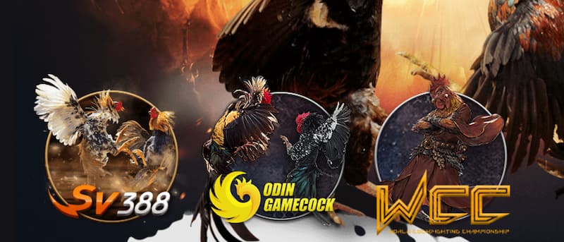 Lựa chọn trận đấu phù hợp sau đó đặt tiền và nhấn xác nhận để hoàn thành vé cược