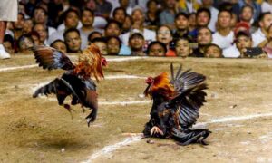 Đá gà Campuchia - bộ môn cược được yêu thích