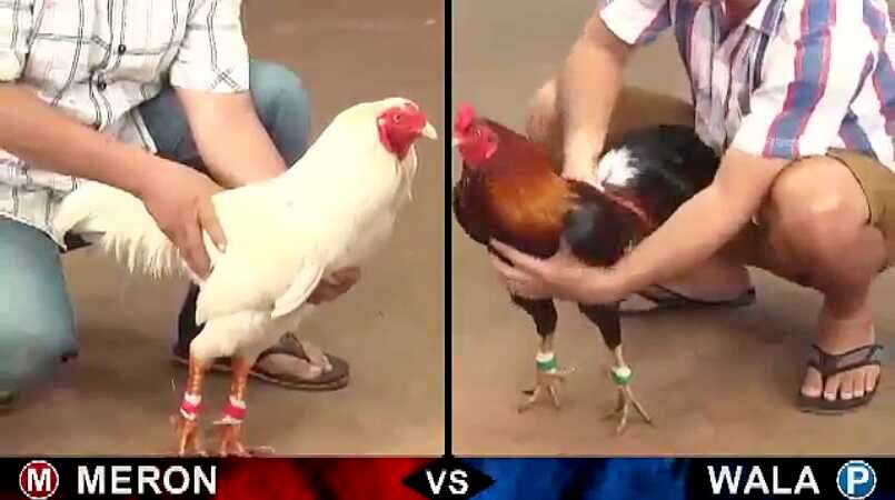 Luật cược đá gà Campuchia đơn giản dễ hiểu