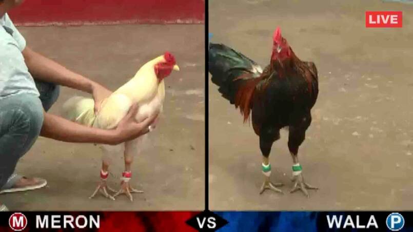 Có hàng chục trận đấu đá gà cựa dao mỗi ngày