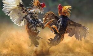 Tìm hiểu chi tiết về đá gà Thomo