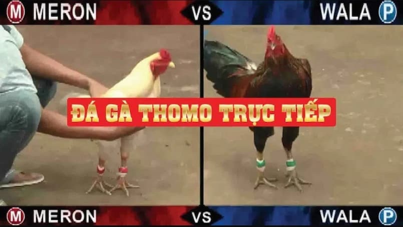 Luật chơi của đá gà Thomo