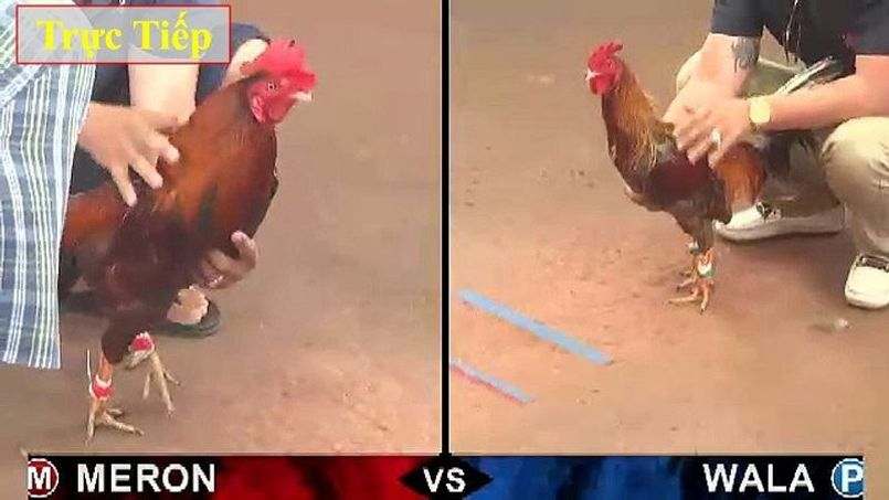 Một số điểm chú ý về đá gà trực tiếp Campuchia