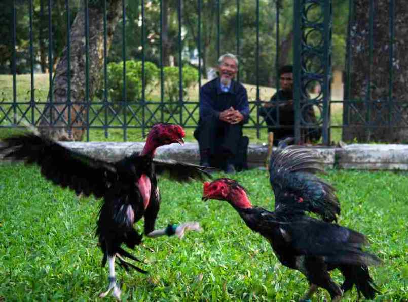 Đá gà cựa tròn