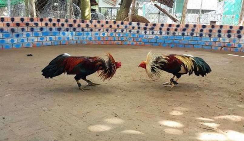 Hình thức cược kèo đá gà trực tiếp Thomo C1