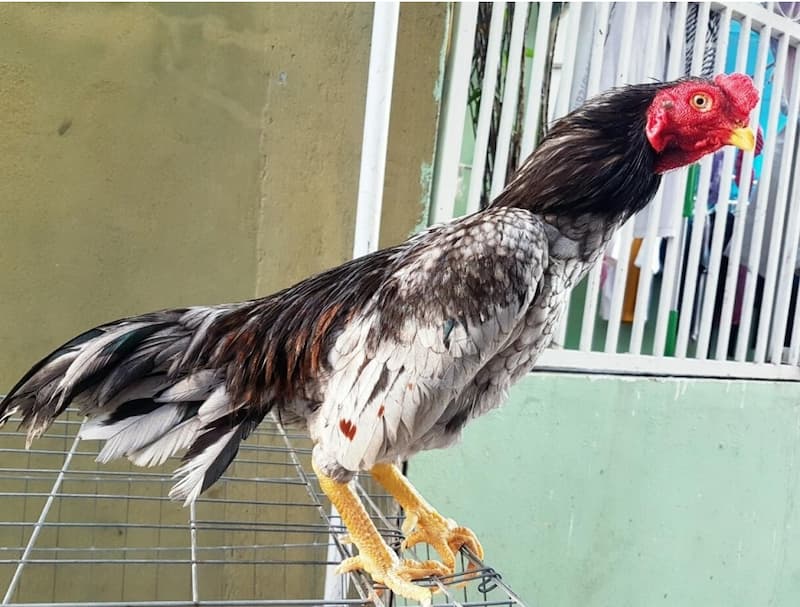 Nguồn gốc xuất xứ