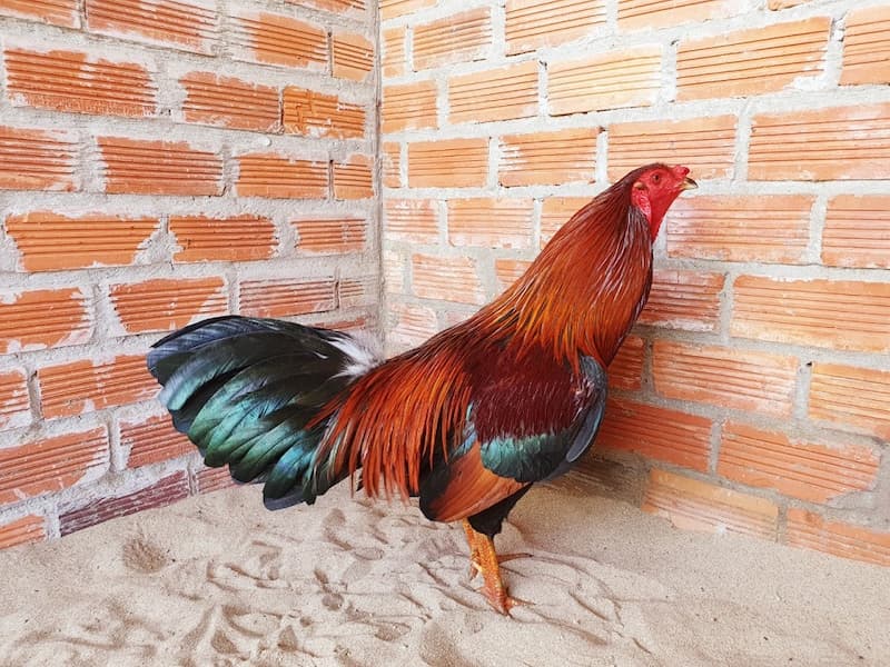 Đặc điểm nhận biết