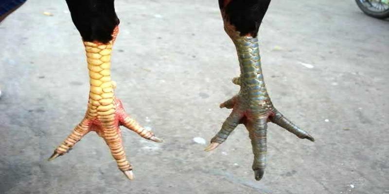 Gà ba hàng vảy được chia thành cựa và phân biệt theo cấu trúc điểm gốc của vảy