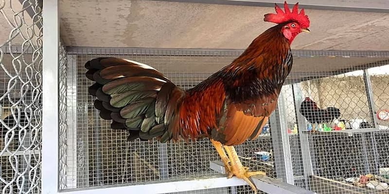 Lưu ý khi chơi đá gà bo lớn