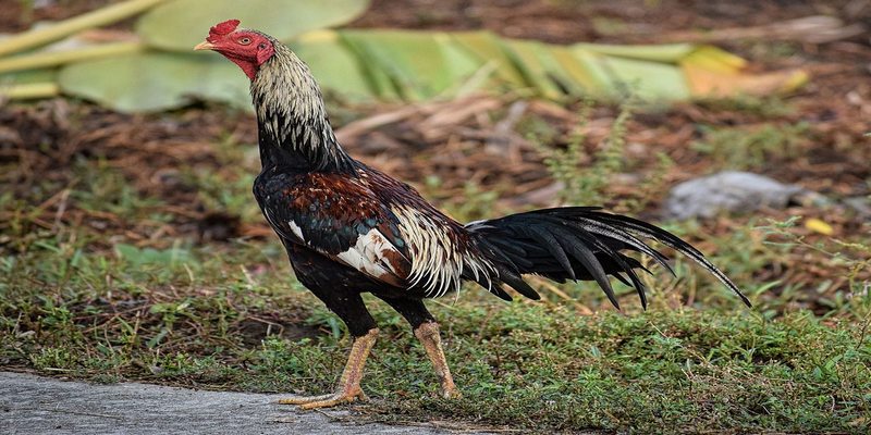 Gà Thái Lan- Giống gà chọi lâu đời bậc nhất