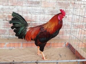 Gà điều là giống là thế nào?