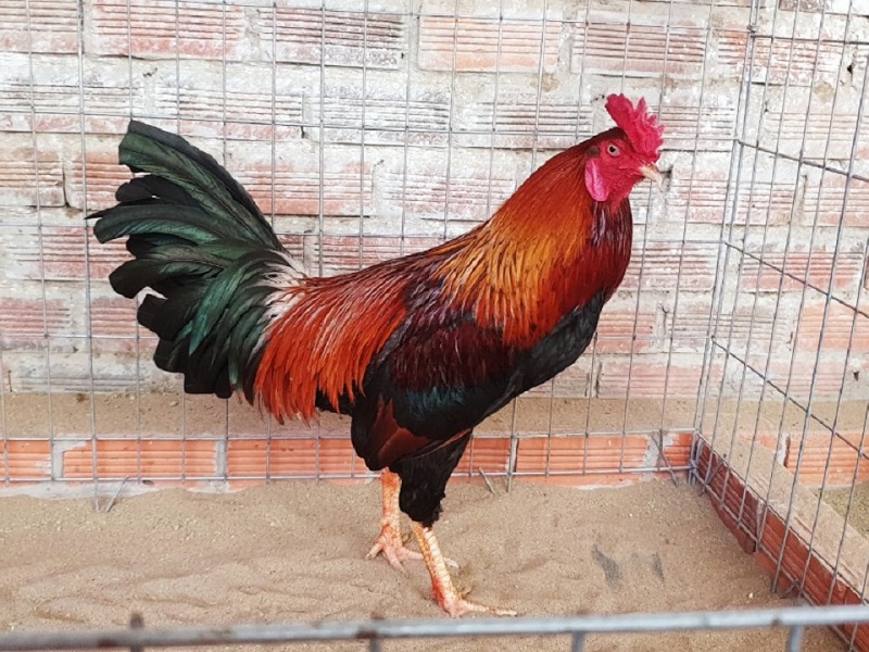 Gà điều là giống là thế nào?