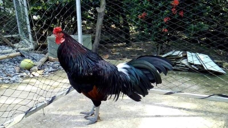 Gà điều xanh nổi bật lớp lông bắt mắt