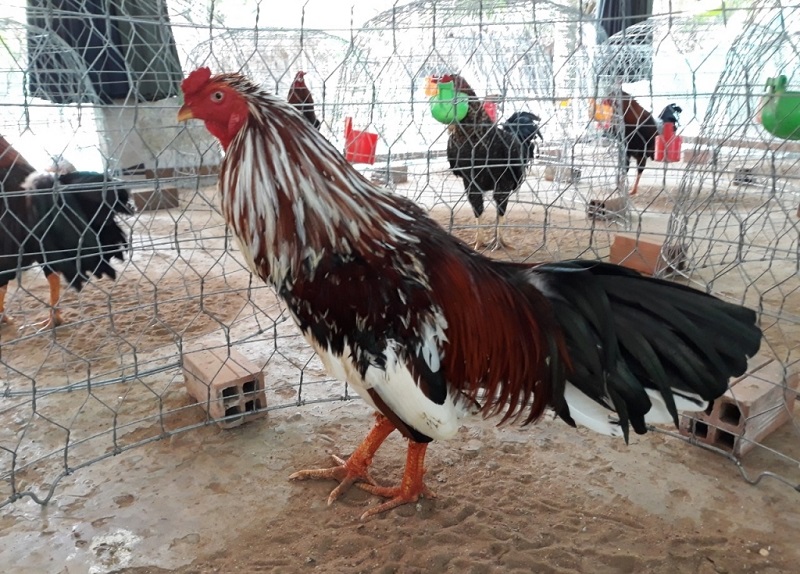 Gà điều bông sở hữu màu lông khá hiếm