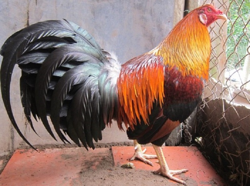 Gà điều mạng gì?