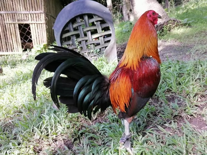 Chọn ngày phù hợp khi đá sẽ giúp gà đạt được kết quả như mong muốn