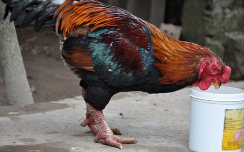 Giới thiệu gà móng đỏ