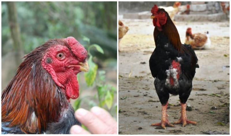 Nhu cầu ăn uống