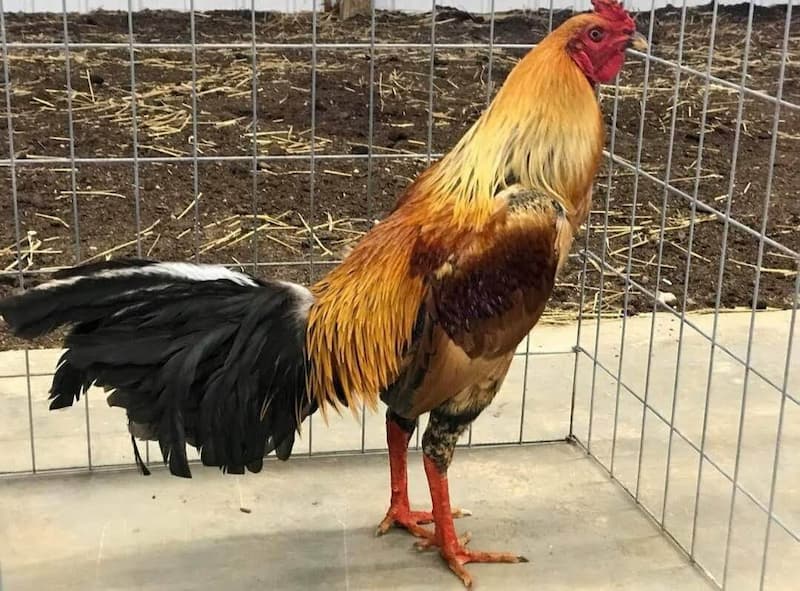 Phong cách và đặc điểm của gà nòi