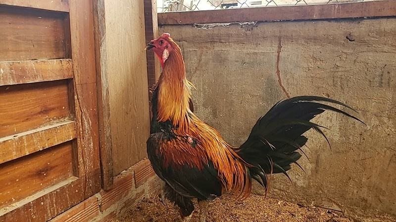 Chiến thuật đặt cược