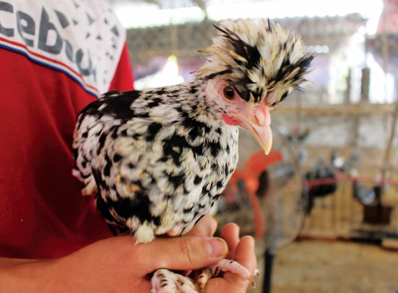 Lý do được săn đón