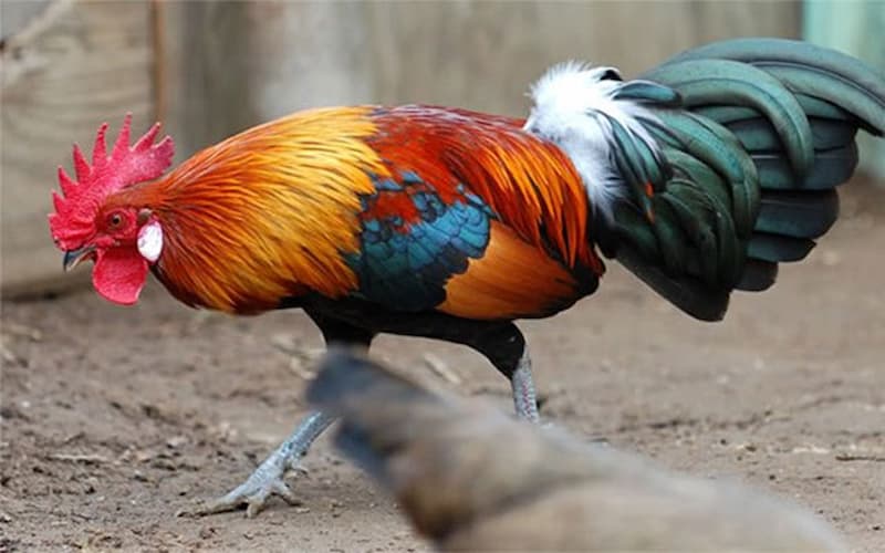 Đặc điểm của gà rừng Việt Nam