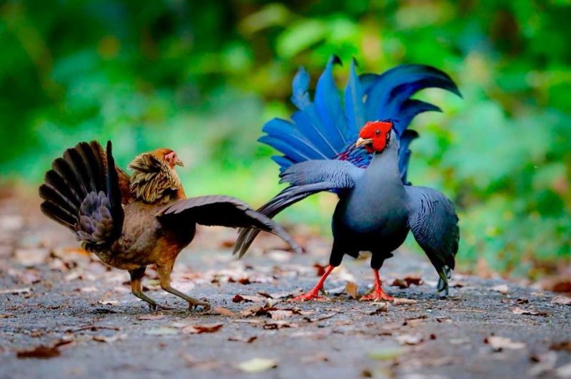 Nuôi gà rừng thả vườn