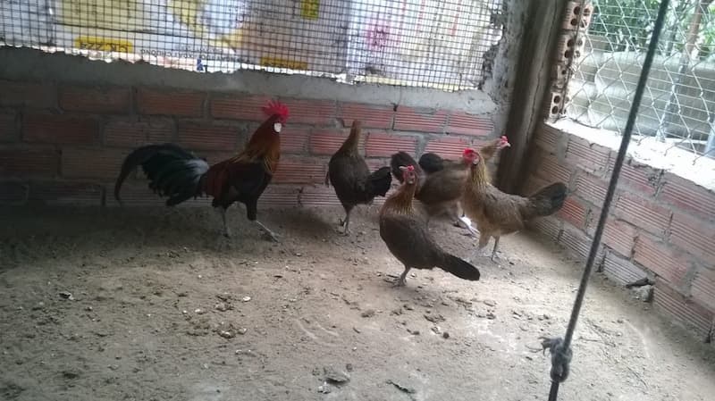 Chuẩn bị chuồng