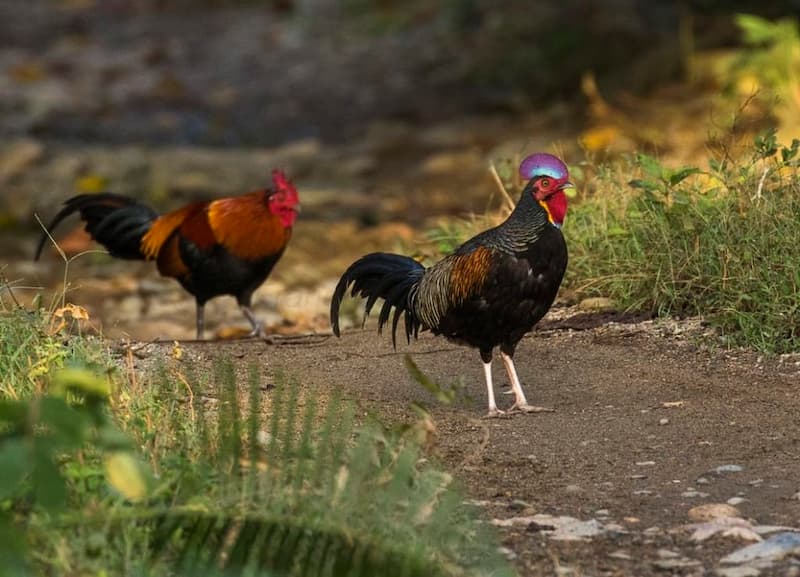 Tập tính của gà rừng