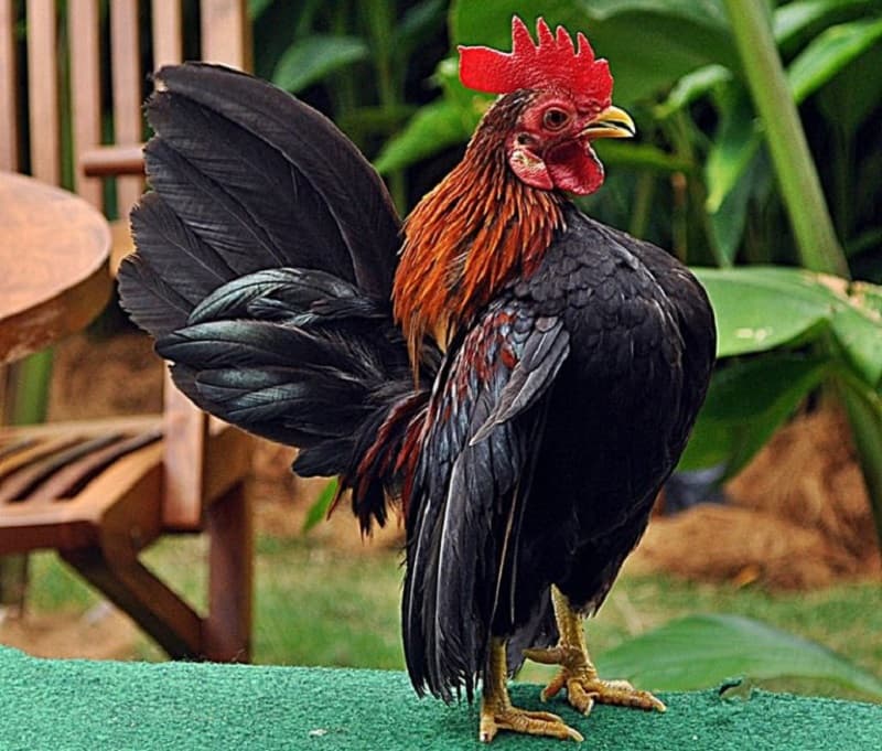 Giới thiệu sơ lược về gà kiểng serama