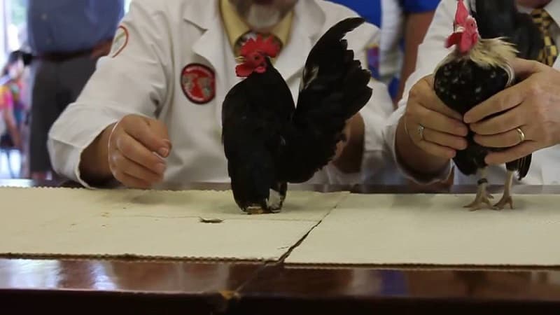 Các căn bệnh thường gặp ở gà serama