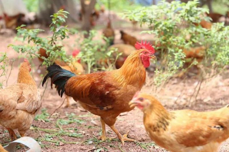 Đặc điểm ngoại hình