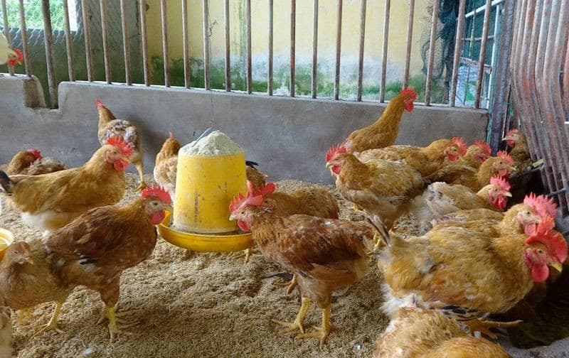 Chọn chuồng trại phù hợp