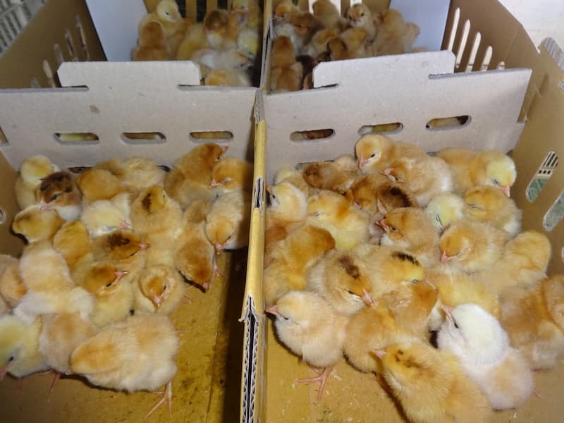 Chọn giống gà tàu khỏe mạnh