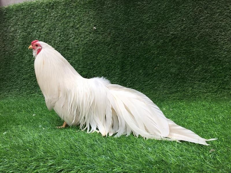 Gà tre tân châu là gì?