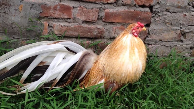 Tính cách và ngoại hình của gà tre tân châu