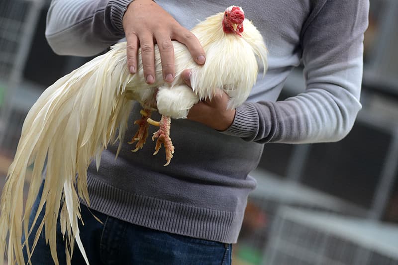 Hướng dẫn cách chọn gà tre tân châu đẹp, chuẩn xác