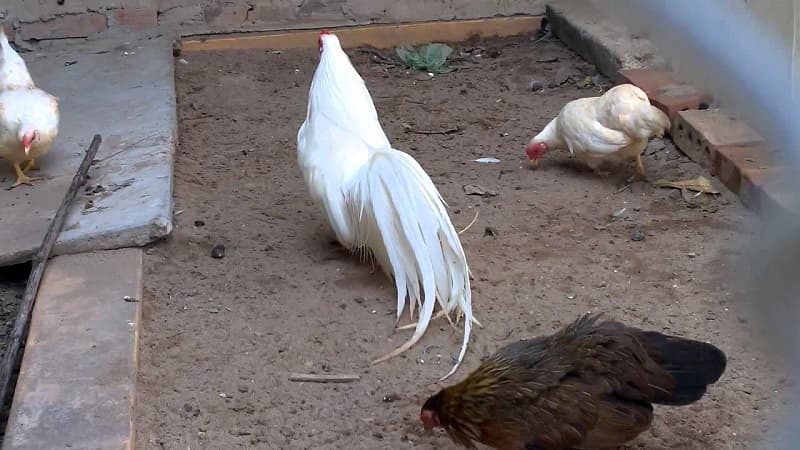 Hướng dẫn kỹ thuật chăm sóc, huấn luyện gà tân châu